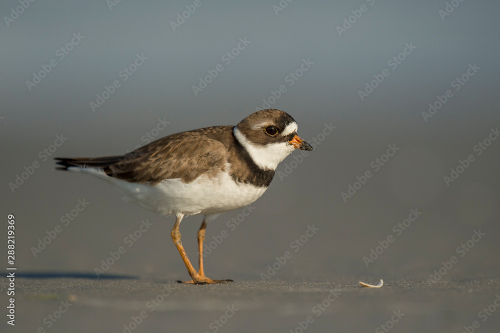 Semipalmated Plover close-up portrait standing on a sandy beach with a smooth brown background. Semipalmated Plover close-up portrait standing on a sandy beach with a smooth brown background.