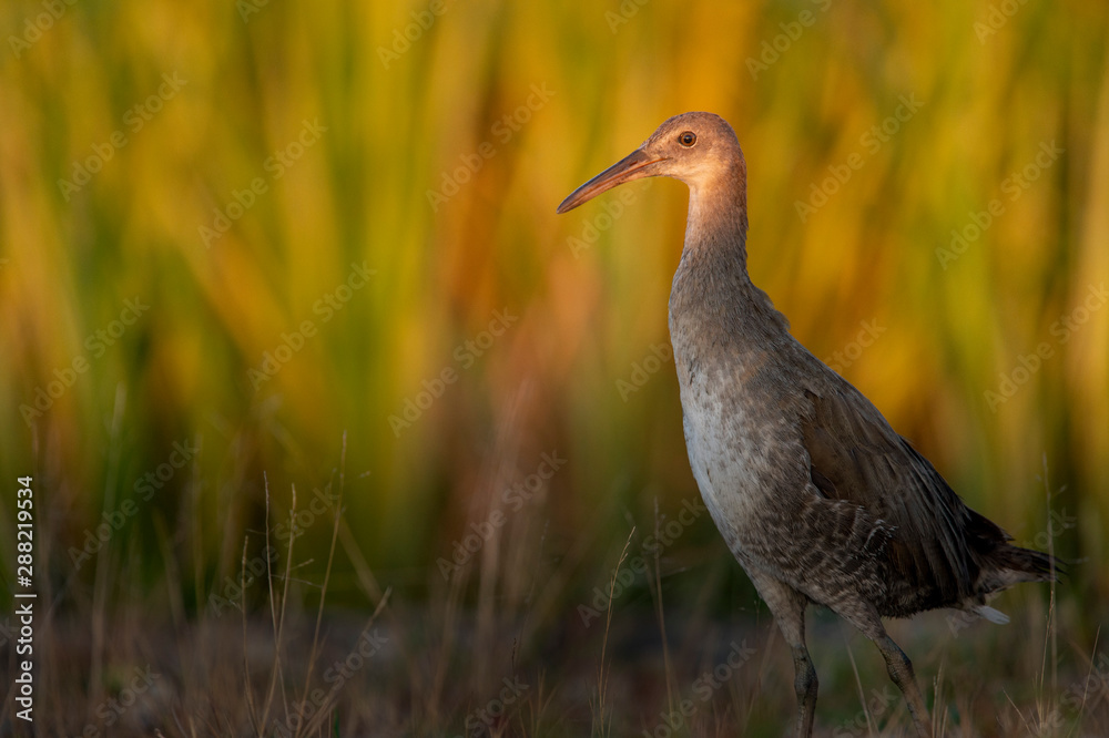 Obraz premium A Clapper Rail standing tall as the golden sunlight shines on its head and the marsh grasses glow behind it.