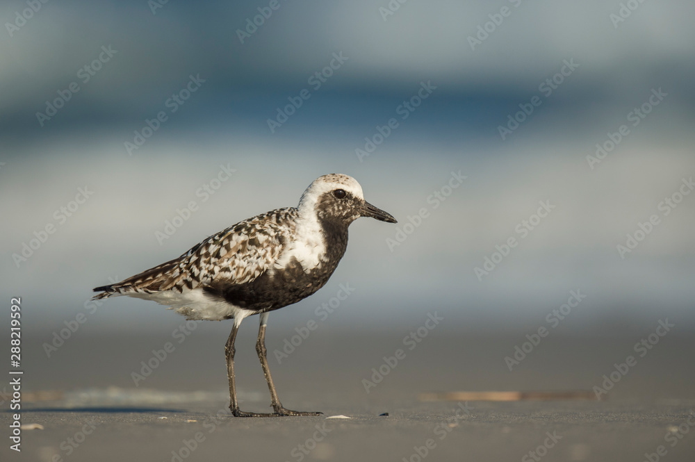 A breeding plumage Black-bellied Plover stands on a sandy beach in soft sunlight with a smooth background. A breeding plumage Black-bellied Plover stands on a sandy beach in soft sunlight with a smooth background.