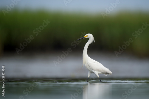 A white Snowy Egret feeds in the shallow water in a marsh with a green grass background in soft overcast light.