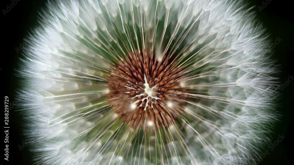 Looping Cinemagraph of dandelion in macro motion background