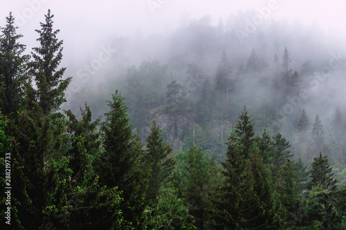 Fototapeta Naklejka Na Ścianę i Meble -  Fog over the woods