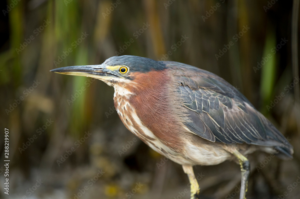 A Green Heron close-up portrait in soft overcast light showing off its brown and green colors. A Green Heron close-up portrait in soft overcast light showing off its brown and green colors.