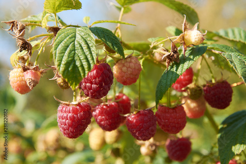 Branch of fall-bearing raspberry with many berries