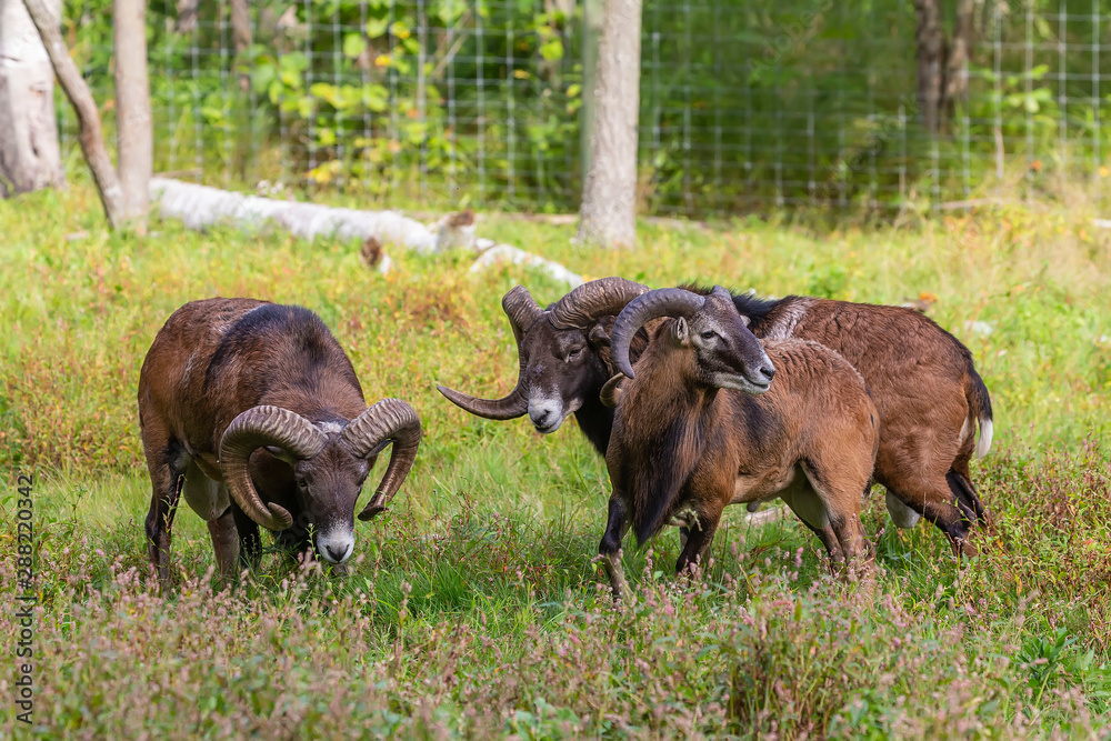 The mouflon (Ovis orientalis) during mating season on game reserve. The mouflon (Ovis orientalis) during mating season on game reserve.