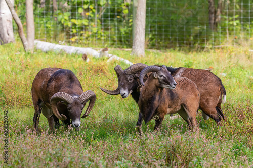 Photography The mouflon (Ovis orientalis)  during mating season on game reserve