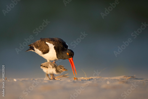 American Oystercatcher feeds its chick food on a sandy beach in the golden evening sunlight.