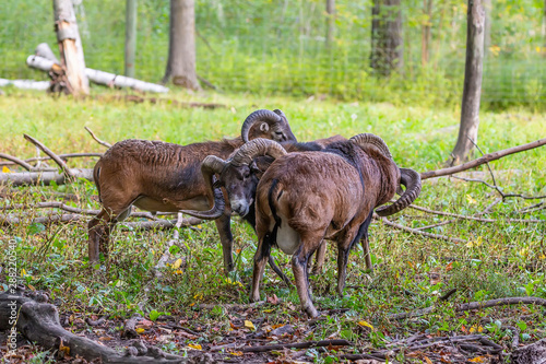 The mouflon  Ovis orientalis   during mating season on game reserve.