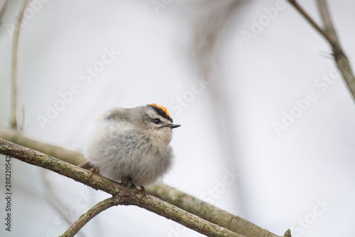 A Golden-crowned Kinglet perched on a bare branch with a white background. photo