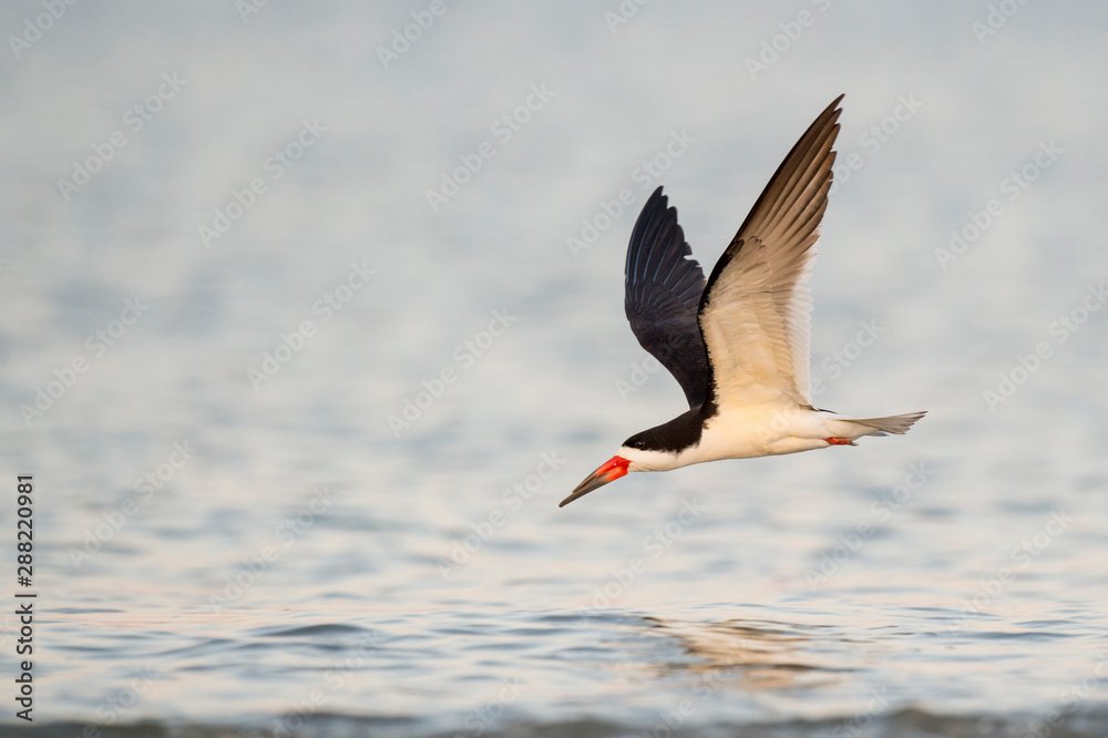 A Black Skimmer flies over the water with its wings spread in the golden morning sunlight A Black Skimmer flies over the water with its wings spread in the golden morning sunlight
