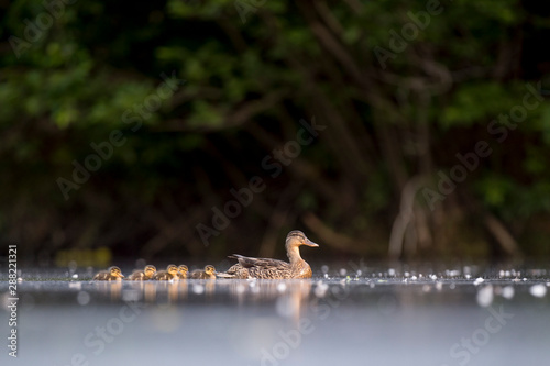 A female Mallard swims on calm water with her group of baby chicks behind her in the calm water.