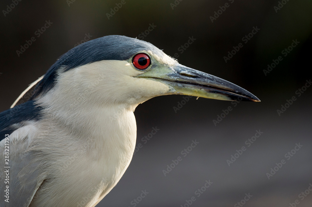 A very close photo of a Black-crowned Night Heron against a dark background with its large red eye showing.