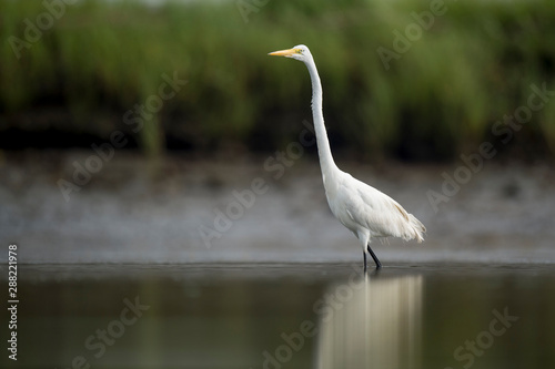 A large Great Egret wades in shallow water searching for food with its reflection.