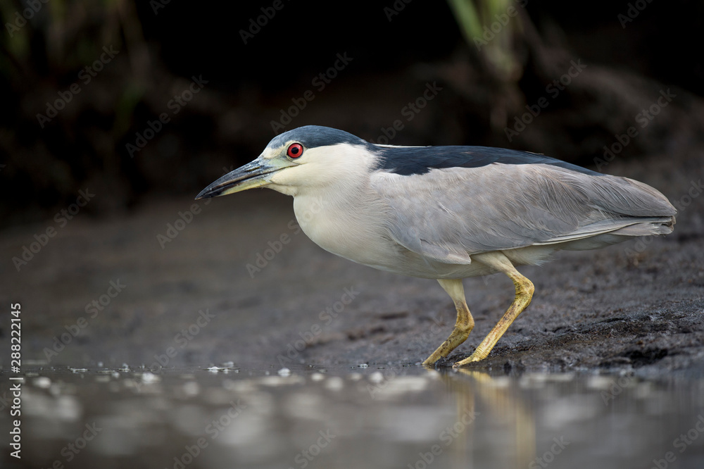 A Black-crowned Night Heron stalks the shallow water in search of food in soft light with its bright red eye standing out. A Black-crowned Night Heron stalks the shallow water in search of food in soft light with its bright red eye standing out.