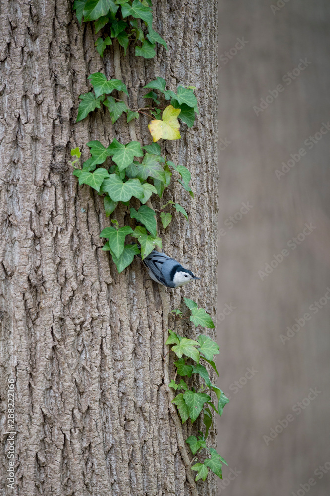 Fototapeta premium A White-breasted Nuthatch clinging to a large tree trunk with a vine of bright green leaves.