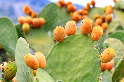 Fruits of an orange ripe sweet cactus of prickly pear prickly pear cactus against the background of a blue slightly cloudy sky.