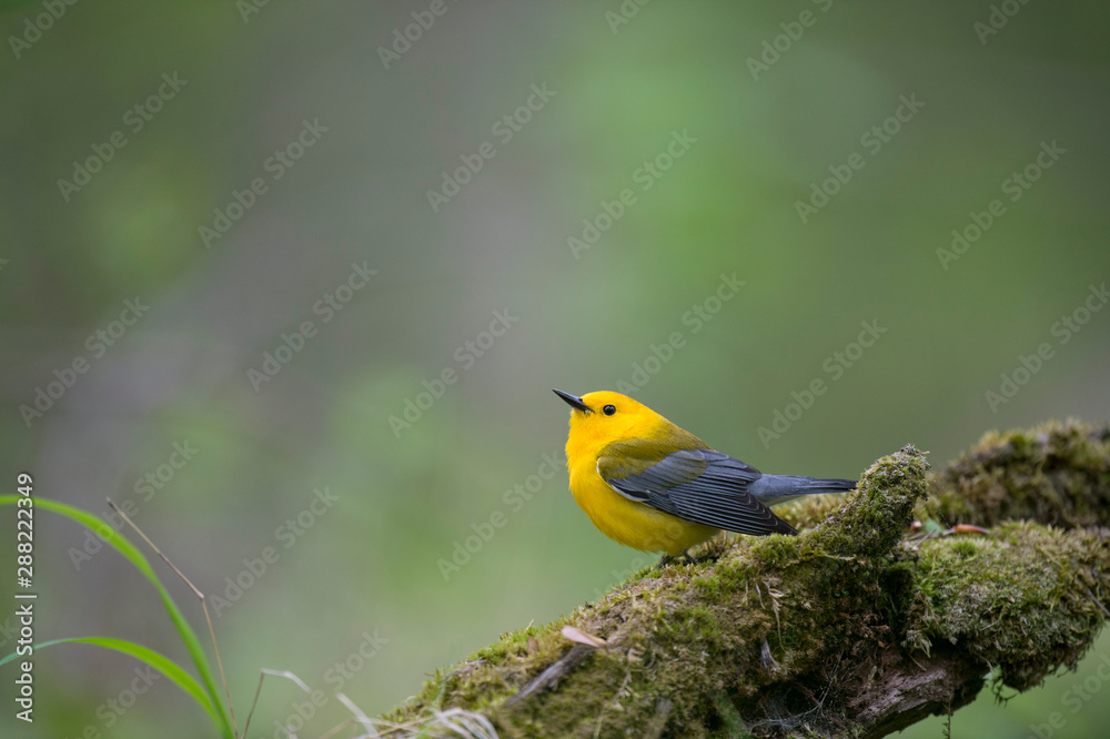 A Prothonotary Warbler perched on a wet mossy log with green moss and a smooth background. A Prothonotary Warbler perched on a wet mossy log with green moss and a smooth background.