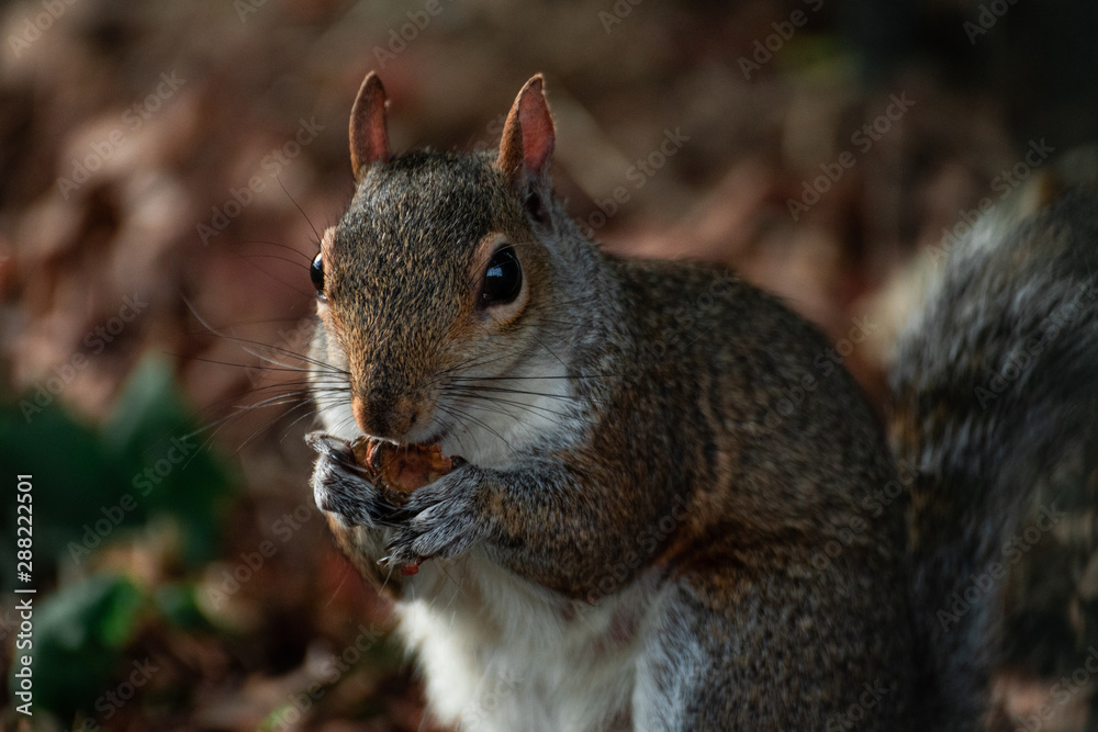 Squirrel eating a nut Squirrel eating a nut