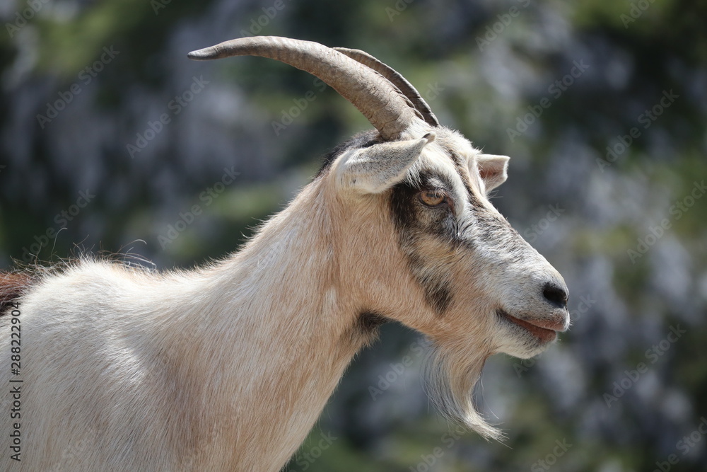 portrait of a goat portrait of a goat