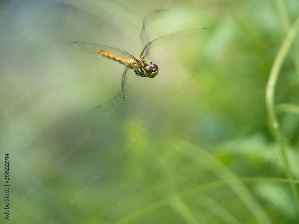 Eine gelbe Libelle im Flug über der Oberfläche des Teiches fotografiert. Eine gelbe Libelle im Flug über der Oberfläche des Teiches fotografiert.
