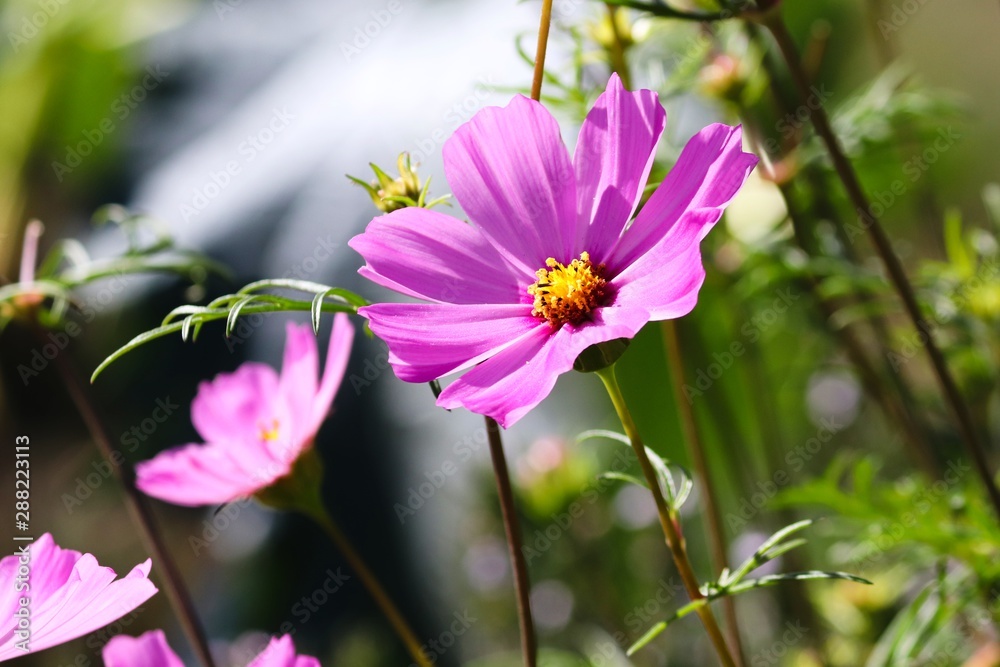 lila Blüte der Cosmea lila Blüte der Cosmea