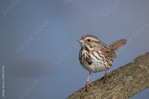 A Song Sparrow portrait perched on a branch in soft sunlight with a smooth blue background.