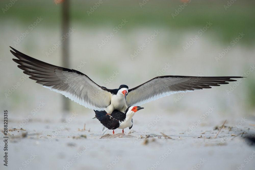 Pair of Black Skimmers mating on a sandy beach with wings out. Pair of Black Skimmers mating on a sandy beach with wings out.