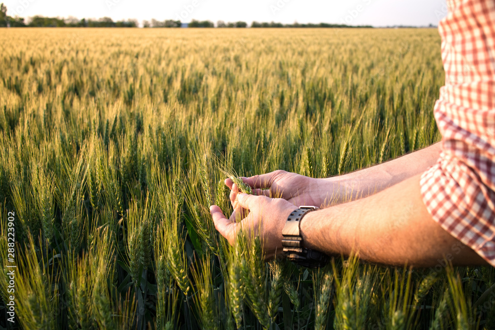 Farmer or agronomist in ripe wheat field, examining the yield quality. Hands close up. - obrazy, fototapety, plakaty 