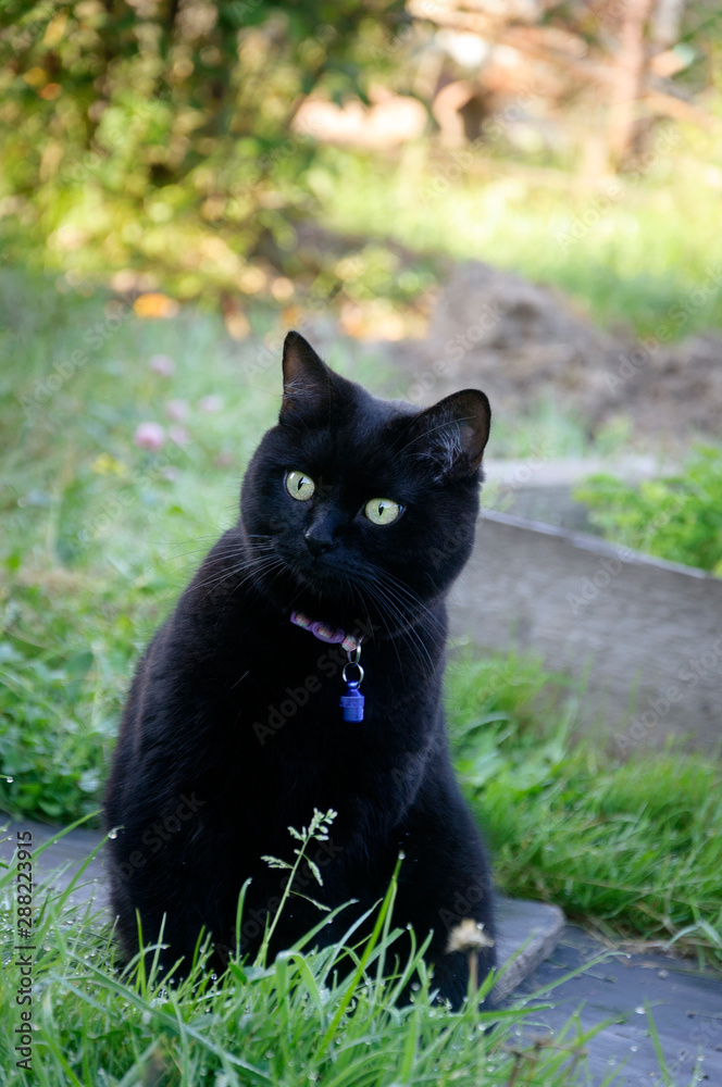 Beautiful black cat with yellow eyes outdoors in green grass 