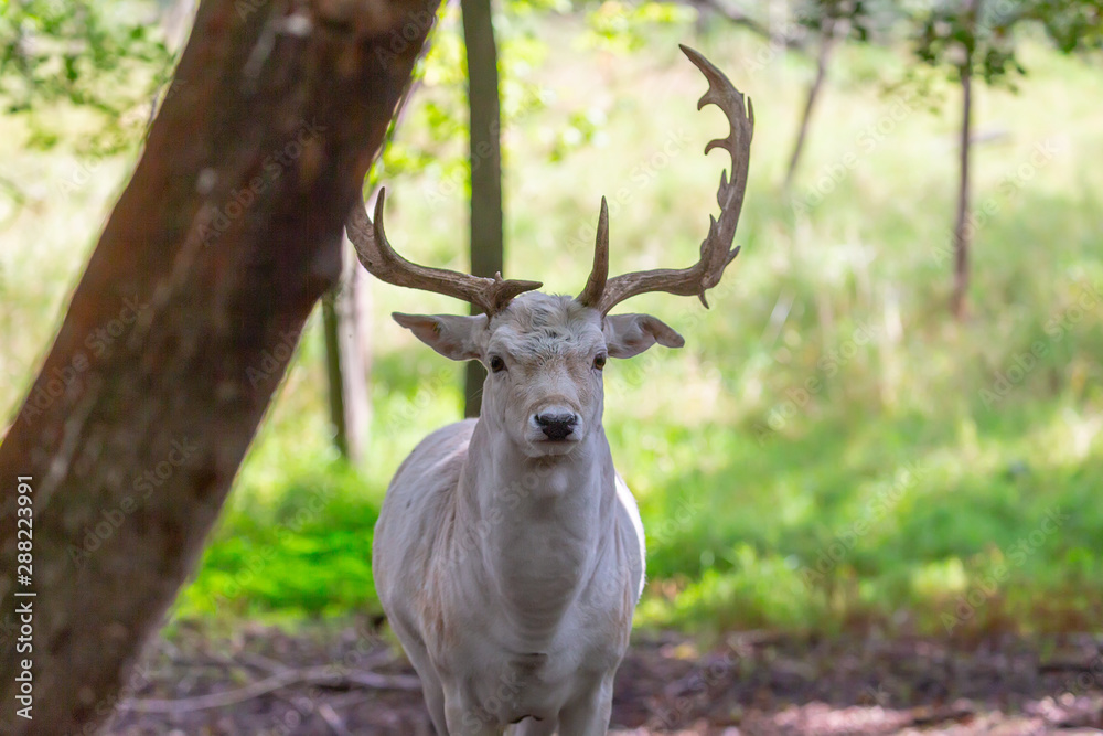 The fallow deer (Dama dama) .This deer is native species to Europe.Fallow deer has a great variability of color from very dark to white The fallow deer (Dama dama) .This deer is native species to Europe.Fallow deer has a great variability of color from very dark to white