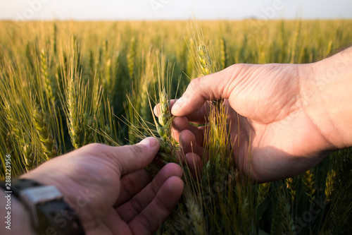 Farmer or agronomist in ripe wheat field, examining the yield quality. Hands close up.