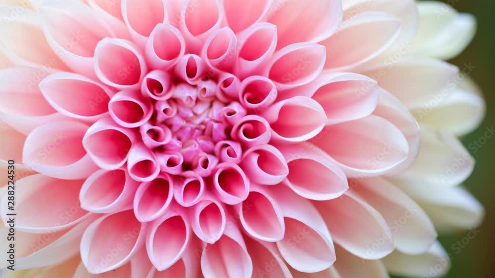 Looping Cinemagraph of pink flower motion background macro Looping Cinemagraph of pink flower motion background macro