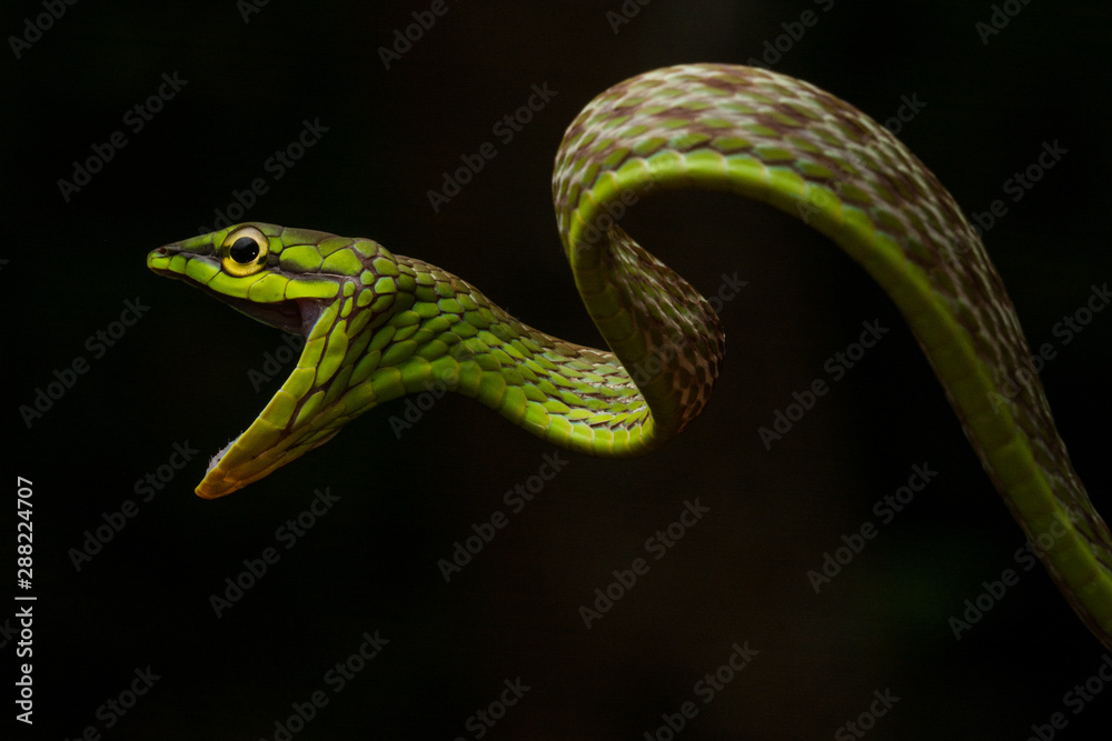 Obraz premium Short-nosed Vine Snake (Oxybelis brevirostris)