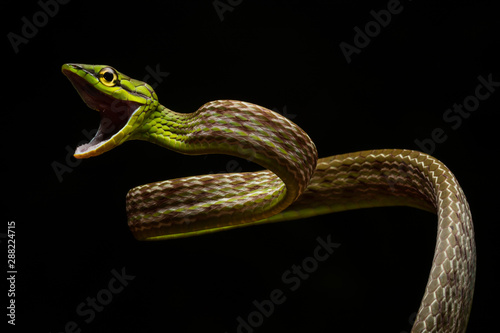 Short-nosed Vine Snake (Oxybelis brevirostris) photo