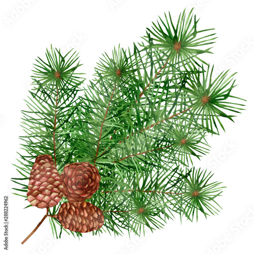 Watercolor hand painted nature winter christmas composition with green coniferous cedar branches and brown cones for celebration cards