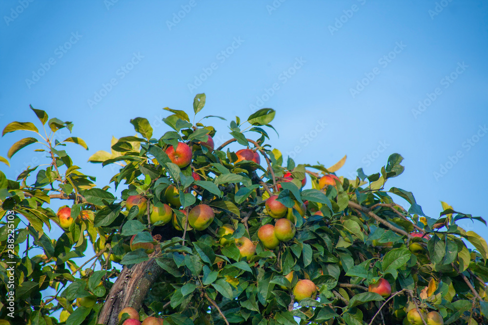 Apple tree with fruits and leaves