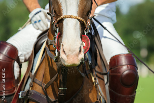 Horse polo player with riding boots close up: protective equipment