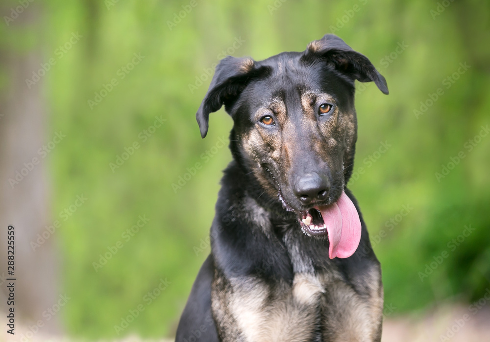 A young German Shepherd mixed breed dog with its tongue hanging out of its mouth and a goofy expression