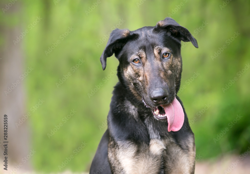 A young German Shepherd mixed breed dog with its tongue hanging out of its mouth and a goofy expression A young German Shepherd mixed breed dog with its tongue hanging out of its mouth and a goofy expression