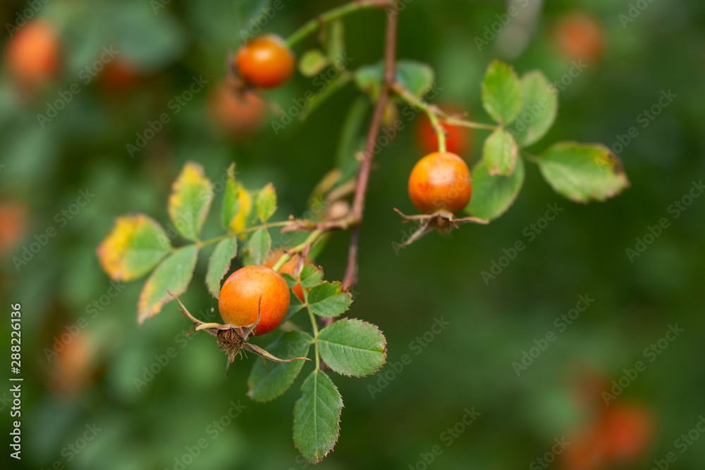 Rosehip branches with berries. Green blurred background.