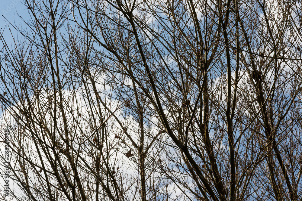 Arvore e céu Arvore e céu