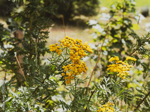 Fototapeta Naklejka Na Ścianę i Meble -  Tanacetum vulgare - Magnifiques fleurs de tanaisie commune de couleur jaune or 