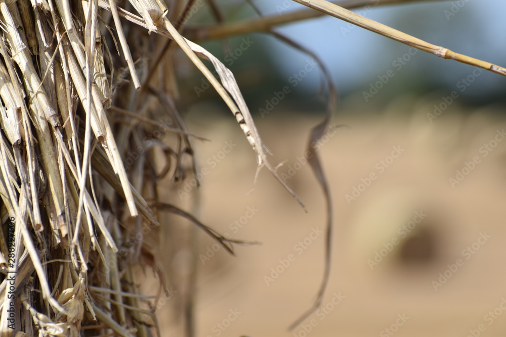 Fototapeta premium close up of a straw bale