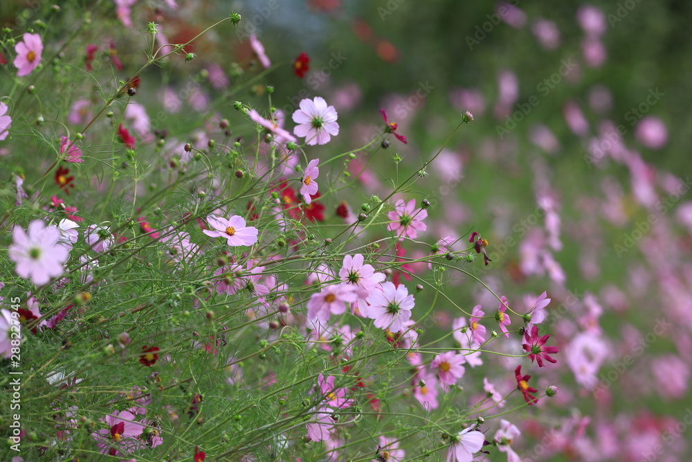 autumn september is a beautiful meadow of wildflowers autumn september is a beautiful meadow of wildflowers