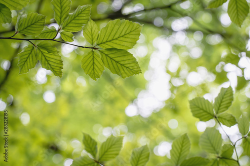 Tree branches with green leaves, view from below, blurry bokeh background, close up