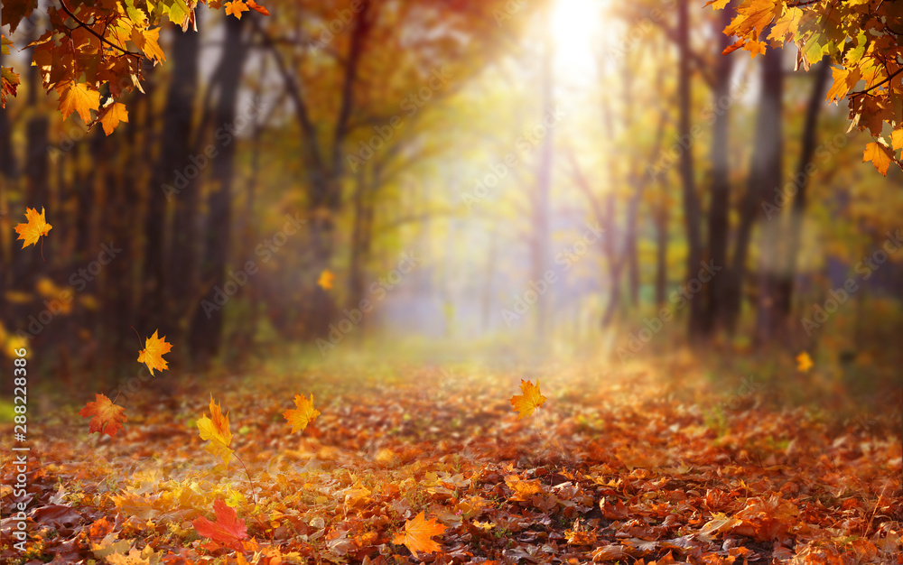 Mùa Thu (Autumn): Mùa Thu là thời điểm tuyệt vời để chiêm ngưỡng những thay đổi tuyệt đẹp của thiên nhiên. Những ánh nắng vàng rực rỡ, những tán cây xanh bốn mùa chuyển sang màu vàng, đỏ và cam. Hãy cùng nhau đắm mình trong không gian thuần khiết của Mùa Thu qua hình ảnh đẹp.