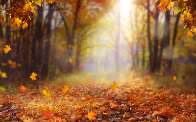 Beautiful autumn landscape with yellow trees and sun. Colorful foliage in the park. Falling  leaves natural background .Autumn season concept