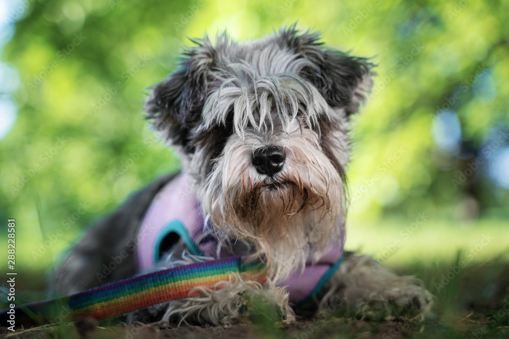 Portrait of a cute dog miniature Schnauzer, lies on the grass in the park.  puppy  training and obedience