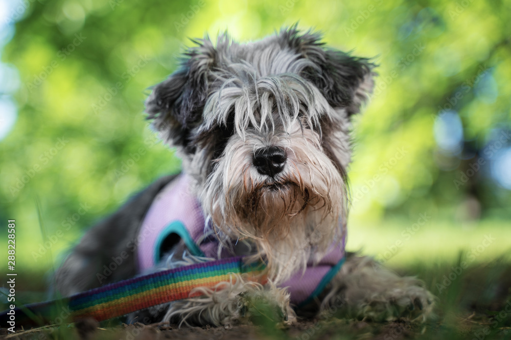 Portrait of a cute dog miniature Schnauzer, lies on the grass in the park. puppy training and obedience Portrait of a cute dog miniature Schnauzer, lies on the grass in the park. puppy training and obedience