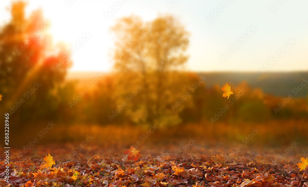 Beautiful autumn landscape with yellow trees,green and sun. Colorful foliage in the park. Falling leaves natural background - obrazy, fototapety, plakaty 